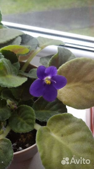 Комнатные цветы