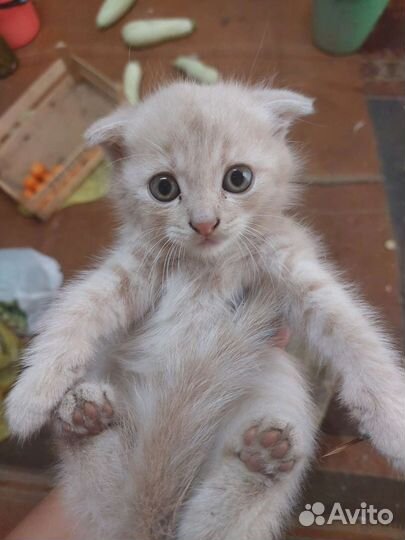 Британская вислоухая кошка