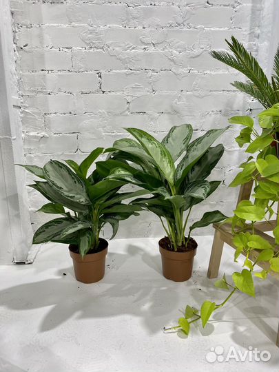 Аглаонема Сильвер Бей 50 см