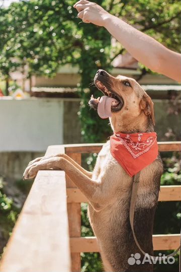 Русская гончая Лотера