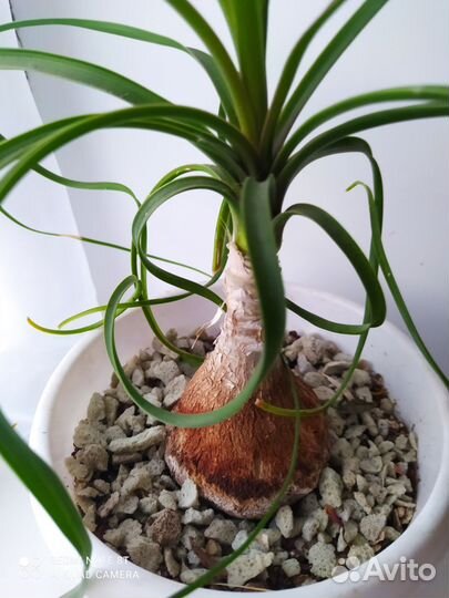 Бокарнея нолина