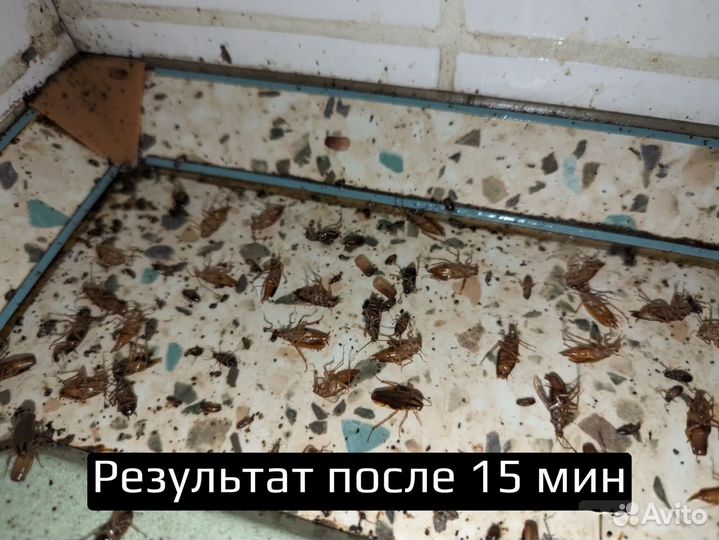 Уничтожение клопов тараканов Дезинфекция