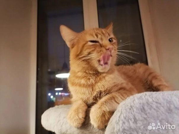 Рыжая кошечка Герда