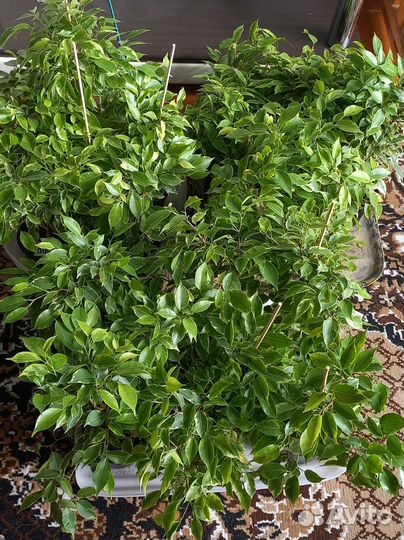 Фикус Бенджамен Кинки