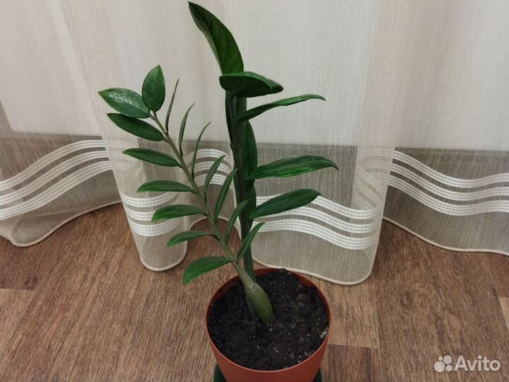 Замиокулькас