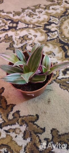 Комнатные цветы