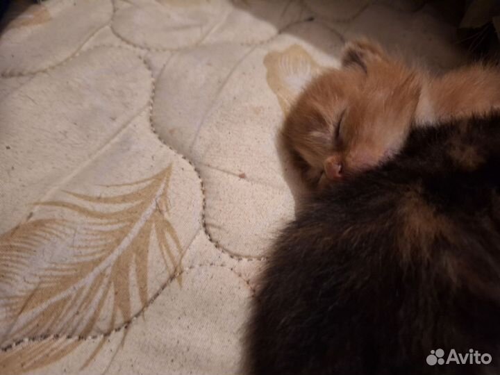 Котята в добрые руки бесплатно