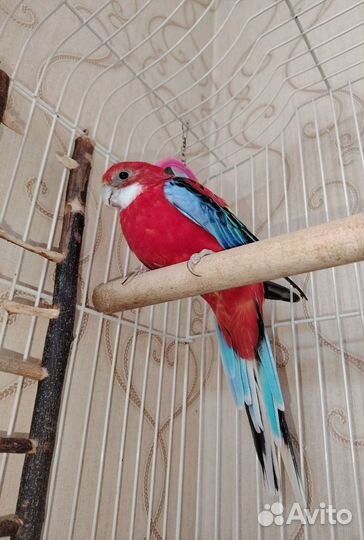 Попугай вместе с клеткой