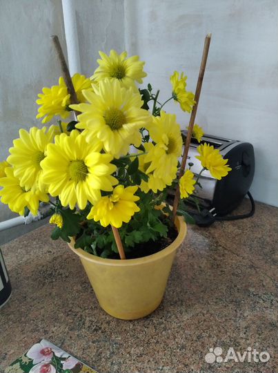 Комнатные растения цветы