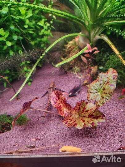 Аквариумные растения