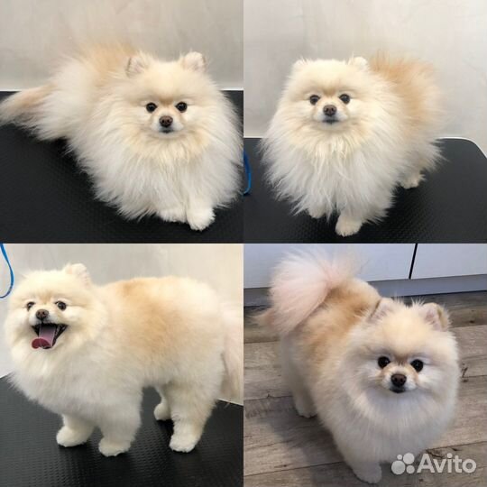 Стрижка собак мелких пород