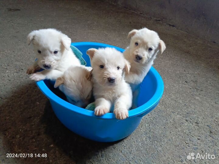 Метисы Лабрадора