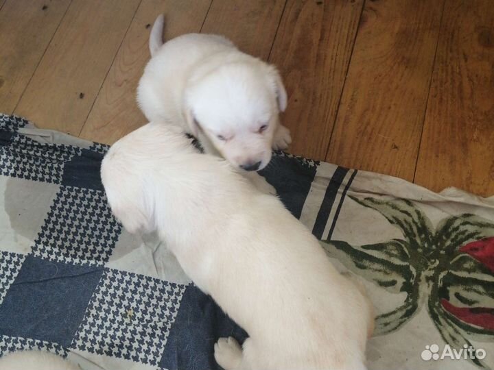 Щенки Лабрадора Ретривер,чистокровные