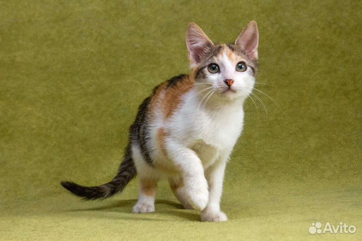 Котёнок, ласковая трёхцветная малышка ищет семью