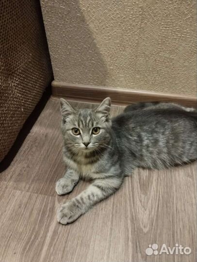 Кошка