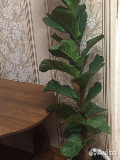 Фикус лирата