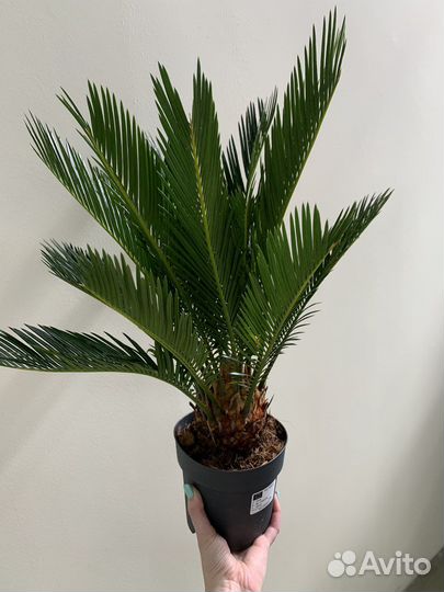 Пальма цикас