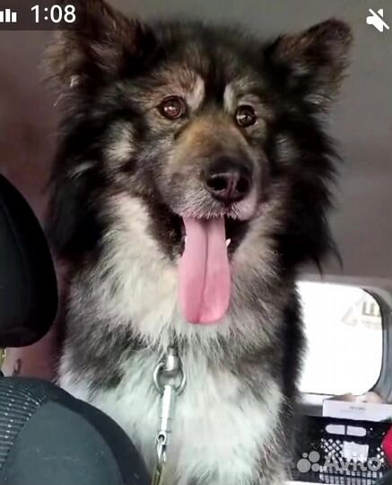 Молодой пёс в добрые руки