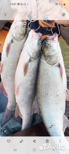 Жерех астраханский