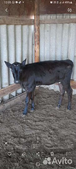 Телочка 3 месяца