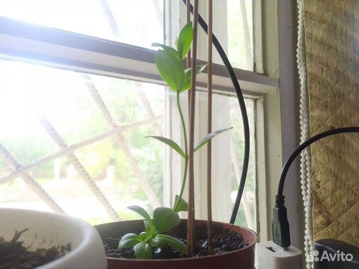 Эустома рассада