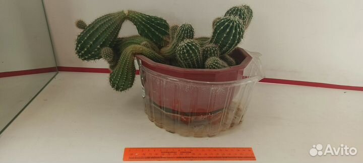 Цветы домашние в горшках