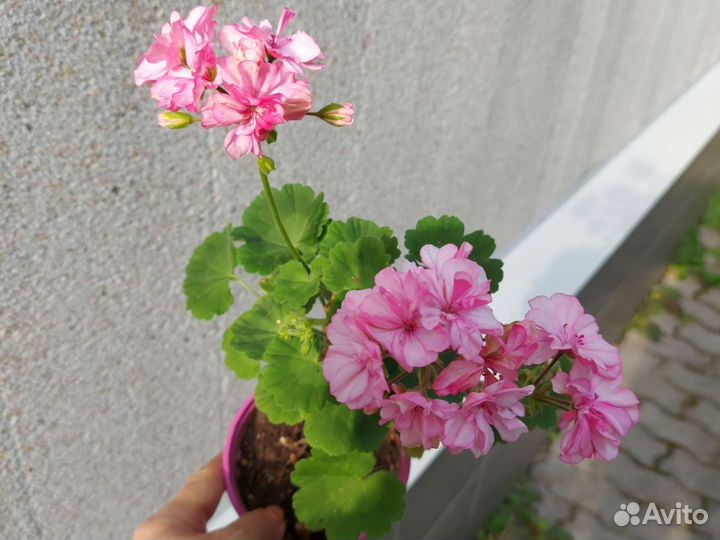 Пеларгония Occold lagoon