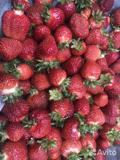 Клубника байкальская