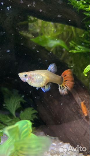 Аквариумные рыбки гуппи и улитки катушки и мелании