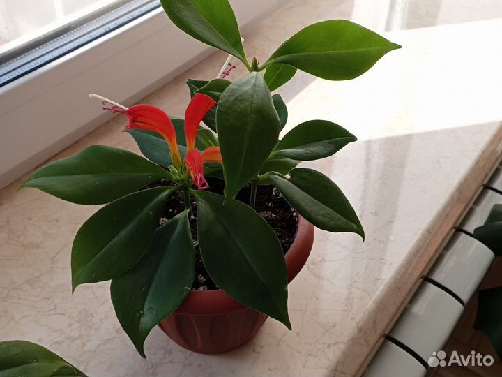 Эксклюзивные комнатные цветы