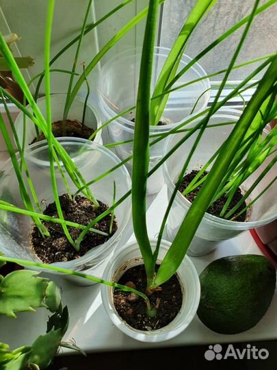 Индийский лук (Птицемлечник лечебный)