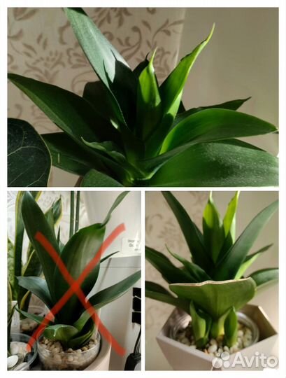 Комнатные растения