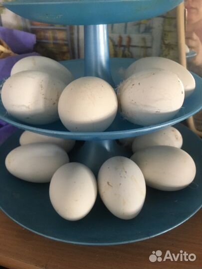 Инкубационное гусиное яйцо