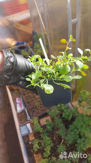 Рассада ипомеи батат, колеусов