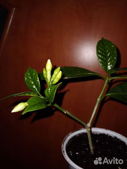 Табернемонтана