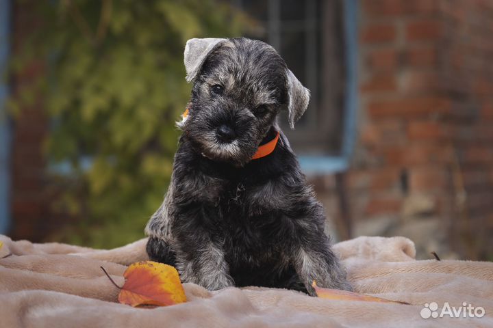 Цвергшнауцер