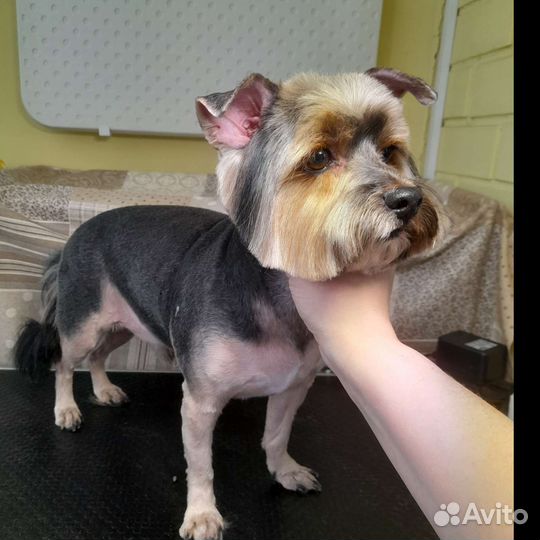 Груминг собак