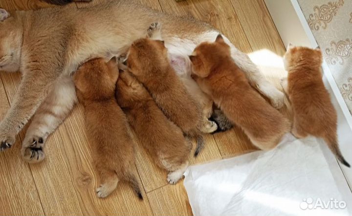 Золотые котята