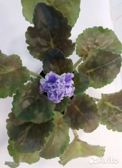 Фиалка Голубой туман