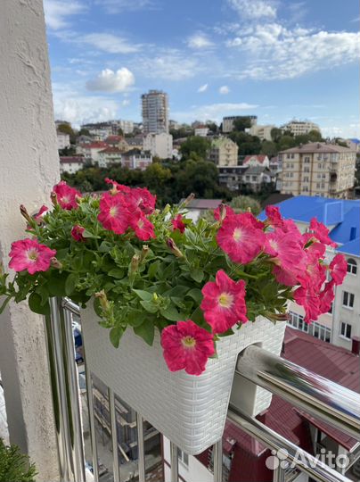 Питунии Ампельные и Вегетативные