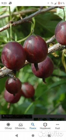 Саженцы разного крыжовника. Горелово