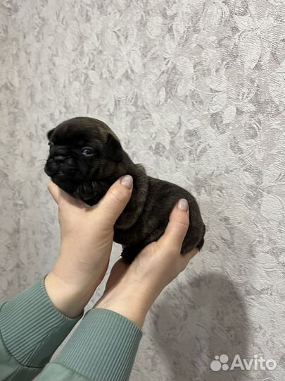 Французский бульдог