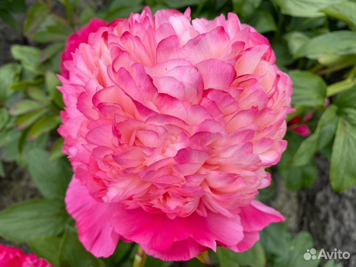 Пион Coral Pom Pom-Пион Корал Пом Пом