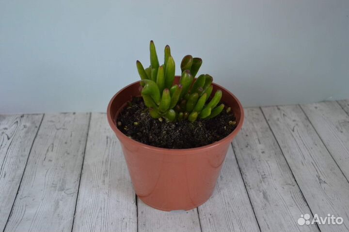 Крассула, толстянка, денежное дерево