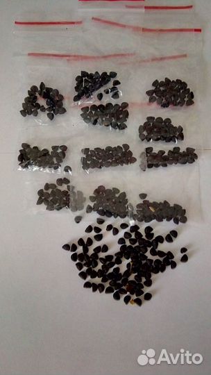 Семена Вьюнок садовый