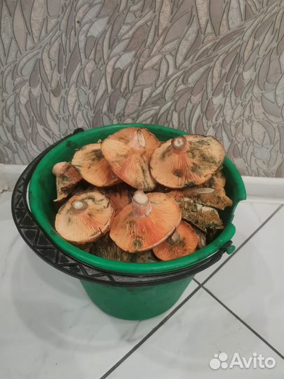 Продам рыжики