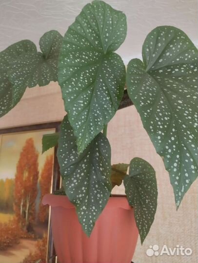 Бегония коралловая