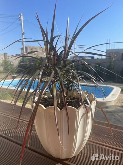 Пальма драцена