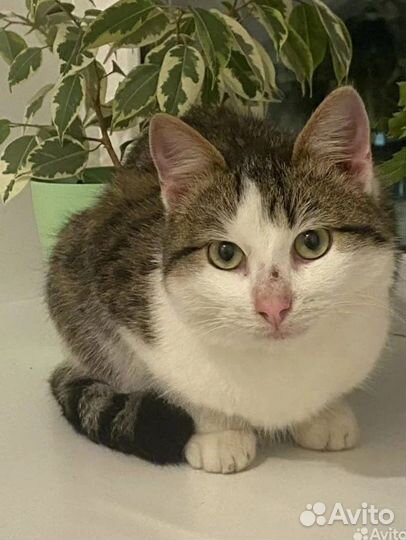 Кот молодой добрый