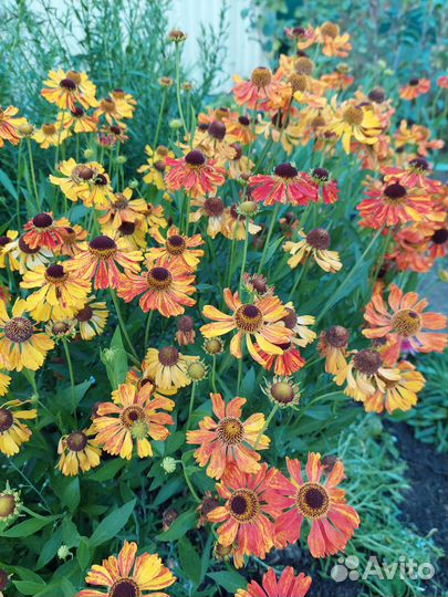 Гелениум Моерхейм Бьюти